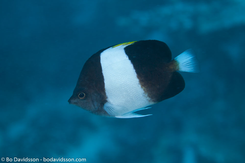 BD-150422-Maldives-7752-Hemitaurichthys-zoster-(Bennett.-1831)-[Brown-and-white-butterflyfish].jpg